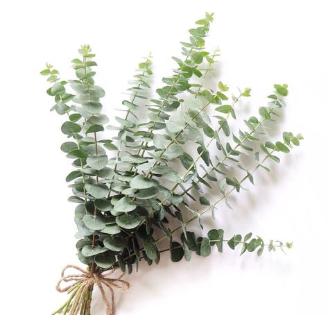 Why You’ll Want Fresh Eucalyptus in Your Wedding Decor - Walter Knoll Florist - Weddings & Events Eucalyptus Cinerea, Marco Island Wedding, Eucalyptus Wedding Bouquet, Fresh Eucalyptus, Silver Dollar Eucalyptus, Christmas Dinner Table, Rose Hill, Seeded Eucalyptus, Chic Brides