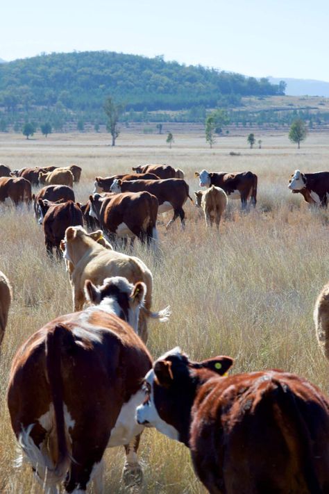 How to Find Local Grass-Fed Beef - Clean Eating Kitchen Cows Aesthetic, Beef Farming, Beef Cow, Growing Grass, Grass Fed Meat, Career Options, Art Courses, Cottagecore Aesthetic, Grass Fed Beef