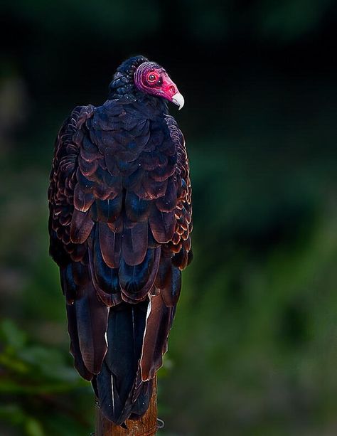 Meeting the Vulture | Audubon California Vulture Pictures, Vulture Eating, Turkey Vultures, Painting Prompts, Bearded Vulture, Turkey Vulture, Bacon Art, The Vulture, Vulture Culture