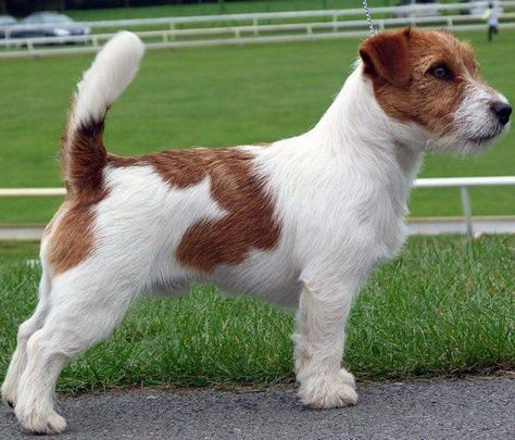 Jack Russell Mix, Jack Russell Terrier Puppies, Jack Russell Puppies, Russel Terrier, Australian Terrier, Parson Russell Terrier, Jack Russell Dogs, Jack Russells, Jack Russel