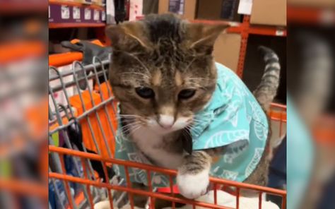 Rescue cat finds forever home in the most unexpected of places Animal Rescue Stories, Adoption Stories, Public Place, Rescue Animals, Animal Pics, Canine Companions, Cat Rescue, Forever Home, Dog Accessories