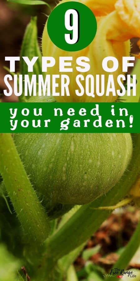 Types Of Squash Summer, Different Squash Types, Different Kinds Of Squash, Types Of Squash, Squash Types, Pattypan Squash, Growing Squash, Homegrown Vegetables, Backyard Vegetable Garden