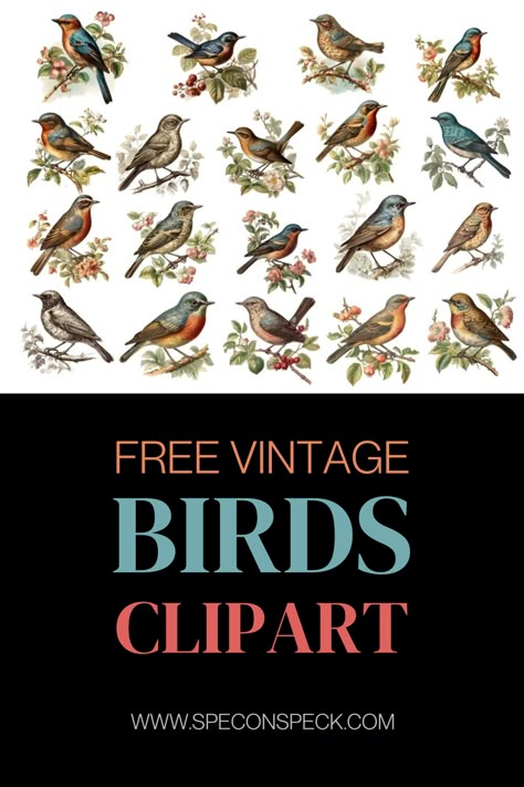 19 various vintage style birds in clipart from arranged on the page with the words "Free vintage birds clipart set" Free Printable Birds Vintage, Bird Ephemera Free Printable, Bird Images Free Printable, Free Bird Printables Vintage, Vintage Bird Pictures, Vintage Bird Prints Free Printable, Decoupage Vintage Printables Free, Copyright Free Images Public Domain, Free Bird Printables