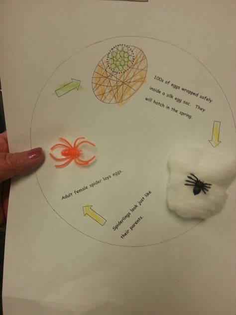 Spider life cycle. Spider Life Cycle, Charlotte Web, Spider Activities, Core Knowledge, Classroom Science, Egg Wrap, Food Chains, Arthropods, Food Chain