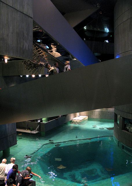 national aquarium in baltimore. one of the my FAVORITE places ever. I will go back! Baltimore Aquarium, Baltimore Harbor, Public Aquarium, Free Classes, Eastern Shore, Baltimore Maryland, Chesapeake Bay, Baltimore Md, Dream House Exterior