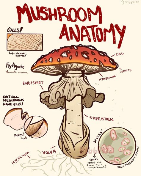 Mushroom Anatomy, Mushroom Poster, Mushroom Pictures, Mushroom Drawing, Pencil Drawings Easy, The Mushroom, Mushroom Art, Sketchbook Art Inspiration, Drawing Tips