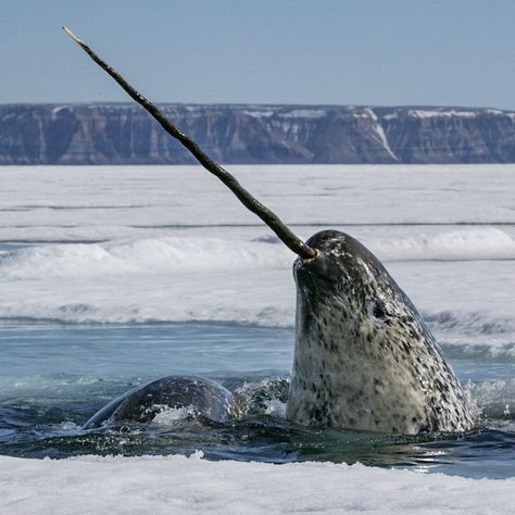 Paul Nicklen on Instagram: “On occasion, when a narwhal needs to take a breath of air and the ice hole is crowded  with other narwhals, its only option is to come to…” Paul Nicklen, Journals Ideas, Funny Travel, Travel Luxury, Whale Art, Beautiful Sea Creatures, Travel Journals, Destinations Travel, Honeymoon Travel