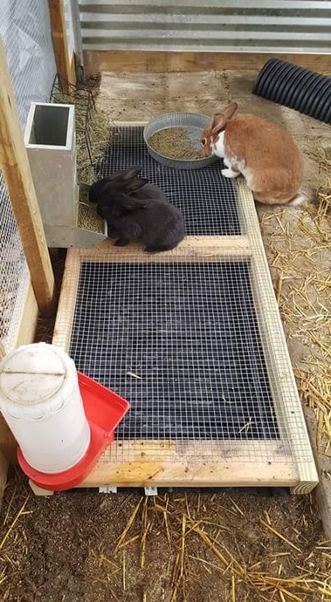 Rabbit Ideas Outdoor, Outdoor Rabbit Run Play Areas, Outdoor Bunny Play Area, Rabbit Housing Outdoor, Large Rabbit Enclosure, Outdoor Rabbit Cage Ideas, Rabbit Playground Outdoor, Rabbit Colony Set Up, Bunny Outdoor Enclosure