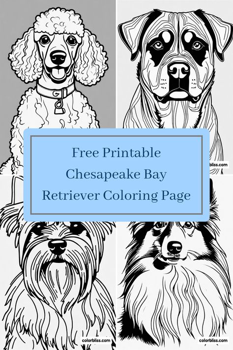 Discover the joy of coloring with our free printable Chesapeake Bay Retriever coloring page! This adorable dog coloring page features detailed lines and shapes, making it fun for both kids and adults. Add your creative touch to this heavy, friendly pup, and explore your artistic side! Perfect for family activity days or quiet afternoons at home, this pet-themed coloring page is a fantastic way to relax and unwind while bringing a lovable pup to life. Check out also other dog coloring pages like poodles and terriers for even more fun. Dog Coloring Pages Free Printable, Puppy Coloring Pages, Chesapeake Bay Retriever, Dog Coloring Page, Coloring Supplies, Shih Tzu Puppy, Cool Coloring Pages, Activity Days, Chesapeake Bay