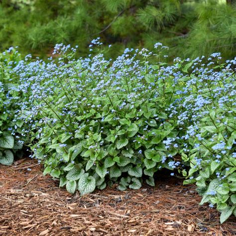 Brunnera Plant, Brunnera Jack Frost, Brunnera Silver Heart, Brunnera Macrophylla, Artemesia Silver Mound, Witchy Garden, Silver Plant, Shade Loving Perennials, Perovskia Atriplicifolia 'blue Spire'