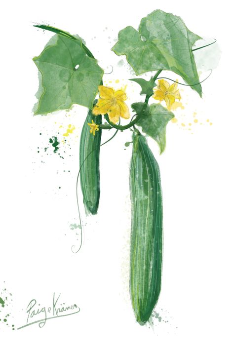 Cucumber Plant Drawing, Cucumber Watercolor, Cucumber Painting, Cucumber Drawing, Cucumber Illustration, Watercolour Vegetables, Vegetable Drawing, Watercolor Herbs, Recipe Book Design