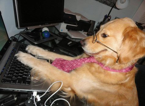 Remember that funny picture of a beautiful golden retriever seated at a computer with the caption “I have no idea what I'm doing?” Her owner has come forward with more hilarious photos of her dog doing human things and being totally confused. Silly Dogs, Husky Puppy, Silly Animals, Golden Dog, Working Dogs, Dog Memes, Animal Memes, Pet Shop, Dog Love