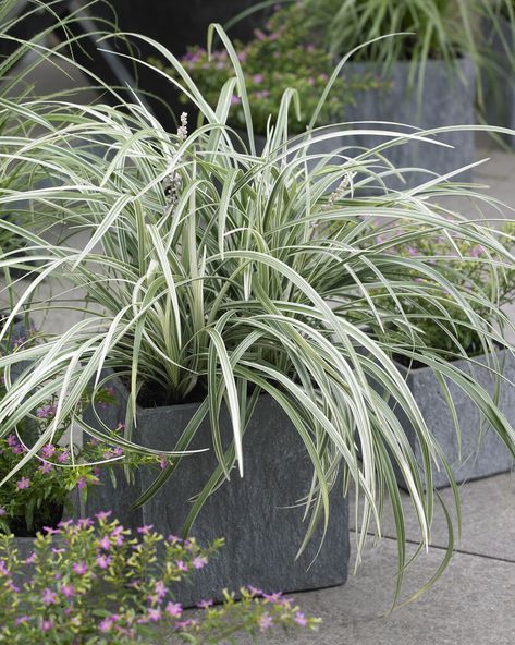 Liriope Spicata, Dry Shade Plants, Liriope Muscari, Coastal Garden, Garden Plan, Coastal Gardens, Garden Types, Herbaceous Perennials, Garden Edging