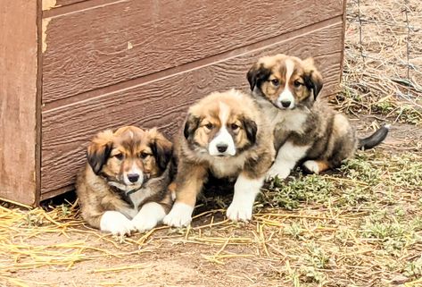 English Shepherd Puppy, French Bulldog Prices, English Shepherd, Farm Dogs, Shepherd Puppy, Shepherd Puppies, Dog Days, Dog Adoption, German Shepherd