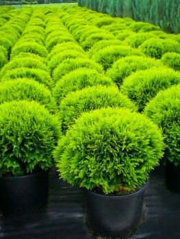 Buy Thuja Trees Online | The Tree Center™ Thuja Arborvitae, Illusion Decor, Arborvitae Landscaping, Globe Arborvitae, Winter Yard, Outdoor Bonsai Tree, Green Giant Arborvitae, Landscaping Shrubs, Fall Landscaping