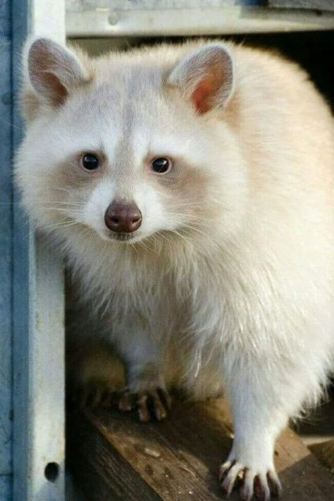 Great Pics to Improve Your Mood Albino Raccoon, Rare Albino Animals, Make Your Day Better, Albino Animals, Brown Brown, Genetic, Our Life, Make Your Day, Cute Animals