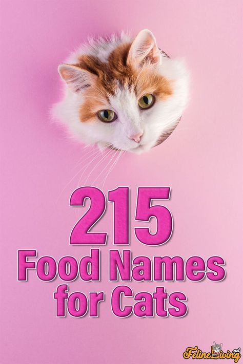 Tired of the usual names? Go in a different direction. Name your cat based on food. This list has 215 food names for cats that your feline will enjoy. Food Pet Names, Food Names For Pets, Names For Cats, Girl Cat Names, Dessert Names, Funny Cat Names, Cute Cat Names, Fruit Names, White And Black Cat