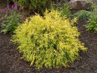 Golden Mop Thread-leaf False Cypress | Wilson Nurseries Gold Mop Cypress, Chamaecyparis Pisifera, False Cypress, Backyard Landscape, Garden Shrubs, Low Maintenance Garden, Pergola Designs, Look Here, Backyard Landscaping Designs