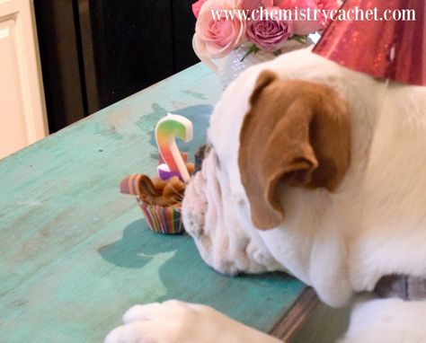 Easy, grain-free dog birthday cupcakes! These are the prefect, healthy, sweet treat to celebrate your pups next birthday! on chemistrycachet.com Dog Birthday Cupcakes, Make It Monday, Dog Birthday Cake, Cupcakes Recipe, Nice Weekend, Weekend Fun, Homemade Dog, Dog Birthday, Birthday Cupcakes