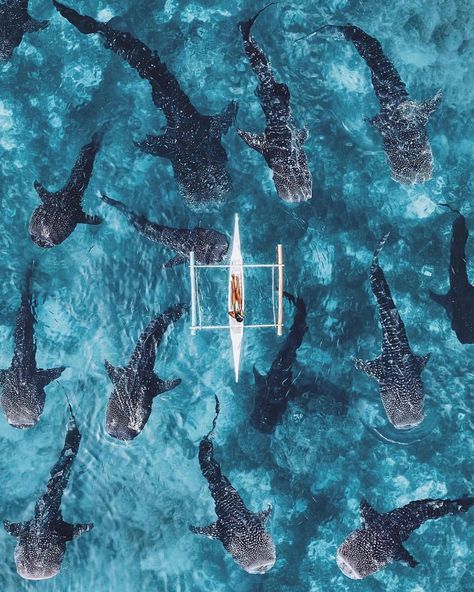 Drone Pals on Instagram: “Would you hang with the whale sharks? #dronepals •••••••••••••••••••••••••••••••••••••••••••••••••••• DRONE PALS PRESENTS... 📸Featured…” Swimming With Whale Sharks, Whale Sharks, Beautiful Sea Creatures, Ocean Wallpaper, Marine Biology, Whale Shark, Palawan, Krabi, Marine Animals