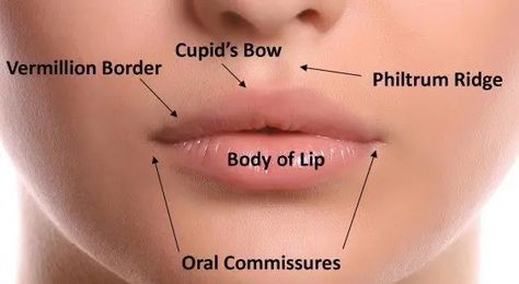 Lip Lift With Filler, Facial Symmetry, Skincare Specialist, Lip Flip, Lip Surgery, Lip Lift, Reduce Hair Growth, Lips Inspiration, Upper Lip Hair