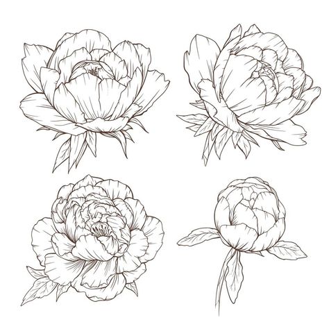 Peony Line Drawing, Peony Drawing, Peony Illustration, Botanical Line Drawing, Flower Line Drawings, Flower Outline, Line Art Vector, 인물 드로잉, Outline Drawings