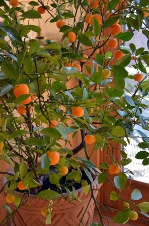 Read at : tioxgarden.blogspot.com Calamondin Orange Tree, Tangerine Tree, Citrus Tree, Persimmon Fruit, Tattoo Plant, Florida Plants, Orange Plant, Outdoor Display, Citrus Trees