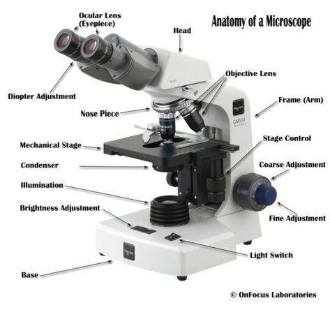 Parts of a compound microscope Microscope Diagram, Microscope Activity, Microscope Parts, Science Printables, Multi Step Equations, Medical Laboratory Science, Laboratory Science, Diagram Design, Medical Laboratory