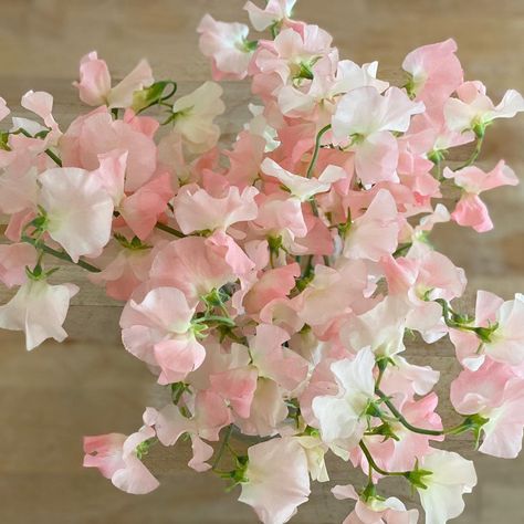 Sweet Pea And Daisy Bouquet, Sweet Pea Arrangements, Peas Aesthetic, Lina Stores, Spring Bridesmaids, Sweet Pea Bouquet, Sweet Pea Flower, Fav Flower, Flower Types