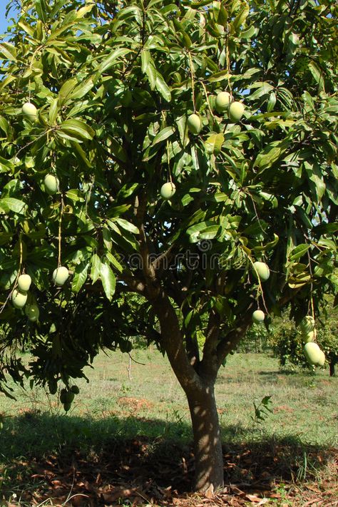 Mango tree. A mango tree with hanging fruit , #affiliate, #tree, #Mango, #mango, #fruit, #hanging #ad Mango Tree Aesthetic, Mango Tree Photography, Mango Tree Images, Wallpaper Tree Of Life, Wallpaper Plants Aesthetic, Mango Garden, Mango Aesthetic, Malaria Symptoms, Brazil Rainforest