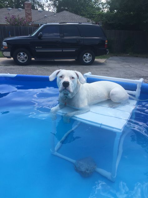 Dogo lifeguard duty Pvc Pool Platform Diy, Diy Above Ground Pool Steps, Diy Pool Steps, Steps For Dogs, Pool Ramp, Dog Pool Ramp, Above Ground Pool Steps, Diy Above Ground Pool, Pool Life