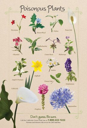 Know what's in your garden - our poisonous plant poster shows these dangerous beauties that are native to CA Medical Field Tattoo, Field Tattoo, Deadly Plants, Poison Garden, Plant Poster, Poisonous Plants, Wild Edibles, Plant Identification, Wild Food