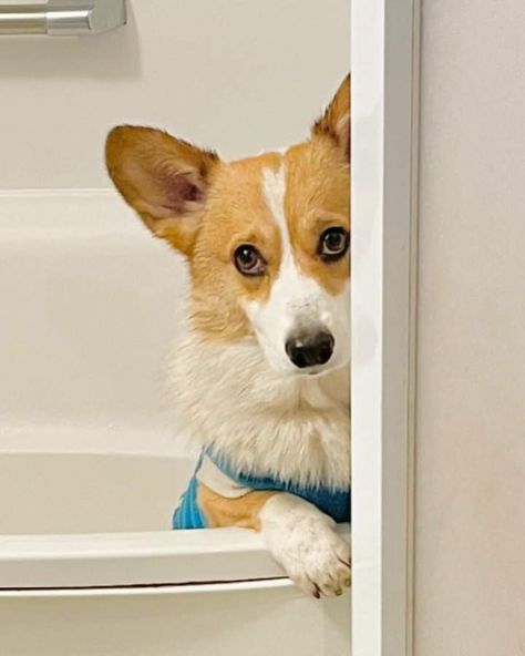 Waiting for a shower🚿 Corgi Breeds, Corgi Owner, Pembroke Welsh Corgi, Welsh Corgi, Puppies, Shower, Dogs, Quick Saves, Kawaii