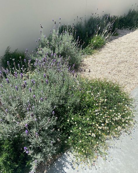 Pea Gravel Color Options, Mediterian Garden Ideas, Lavender Garden Bed, Townhouse Courtyard, Housing Exterior, Courtyard Plants, Scandinavian Garden, Garden Details, Coastal Garden