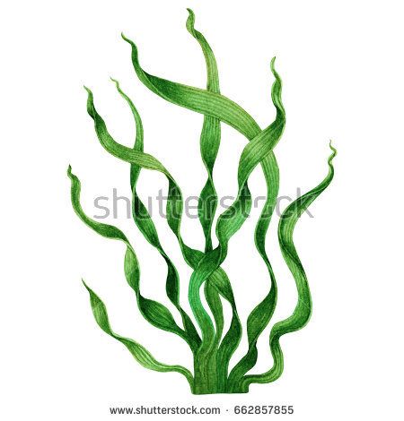 Green Seaweed, kelp,Algae in the ocean, watercolor hand painted green leaves element isolated on white background. Watercolor green seaweed illustration design. With clipping path. Seagrass Tattoo, Kelp Illustration, Algae Illustration, Seaweed Drawing, Seaweed Painting, Seaweed Illustration, Seaweed Art, Paper Making Process, Ocean Watercolor