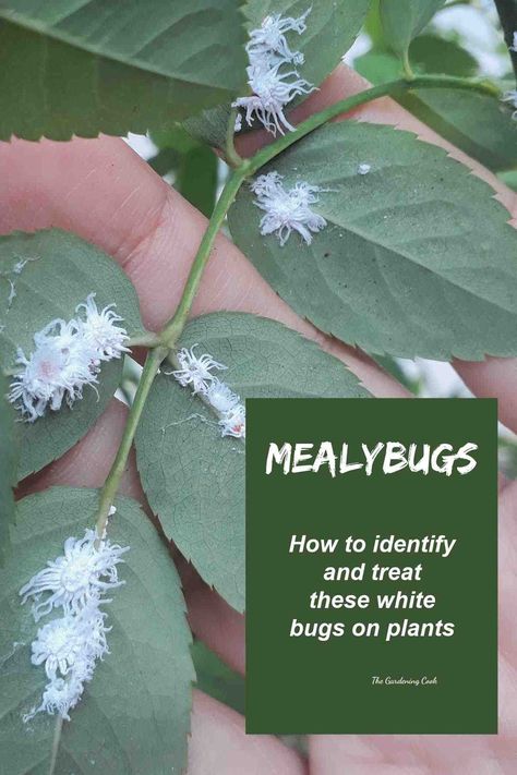 Mealybugs look like small bits of cotton on plants. They can spread easily to nearby plants. Head to The Gardening Cook to find out how to identify them and deal with them. #mealybugs #plantpests White Bugs On Plants, Guava Plant, Curry Leaf Plant, Plant Bugs, Mealy Bugs, Garden Problems, Plant Bud, Plant Pests, Plant Care Houseplant