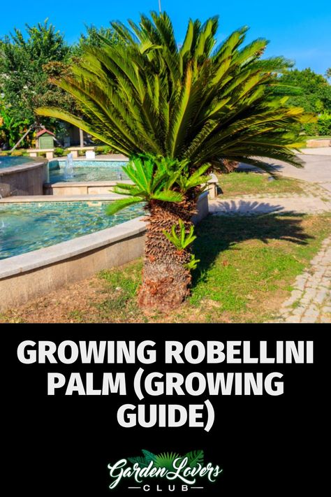 Robellini palms, also known as dwarf palms, are popular ornamental plants, and as their name implies, they resemble miniature palm trees. They have slim, grayish-brown trunks with lush manes of evergreen fronds. Robellini can adorn both outdoor gardens and homes, as indoor trees, providing you with the feel of the tropics and the low maintenance of a palm tree, minus the encumbering size of traditional palms. Poolside Plants, Robellini Palm, Miniature Palm Trees, Fishtail Palm, Indoor Trees, Palm Plant, Plant Guide, Ornamental Plants, Mother Plant