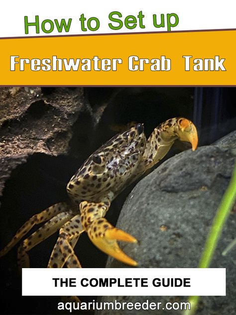 Crab Tank Aquarium, Pet Crab Tanks, Vampire Crab Tank Setup, Freshwater Crab Aquarium, Red Claw Crab Tank, Fiddler Crab Tank Ideas, Crab Tank Ideas, Crab Farming, Catfish Farming