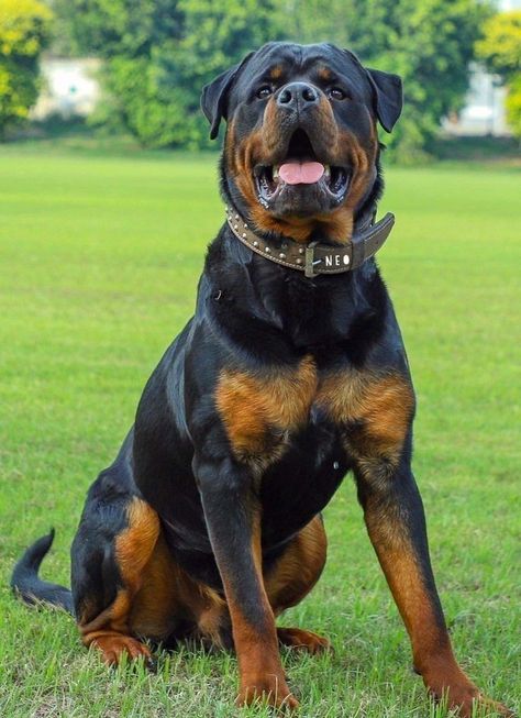 Roman Rottweiler, Black Rottweiler, Rottweiler Pictures, Rottweiler Dog Breed, Funny Rottweiler, Big Dogs Breeds, Biggest Dog In The World, Biggest Dog, Rottweiler Breed