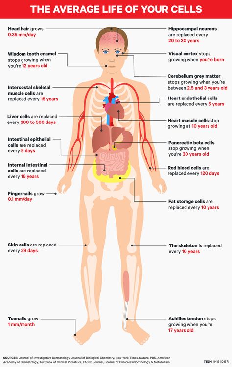 Here’s how long your blood, liver, skin, and other cells last - Business Insider Cell Human, Muscle System, Summer Health, Basic Anatomy And Physiology, Cell Structure, Health And Fitness Magazine, Body Cells, Healthy Diet Tips, Natural Cough Remedies