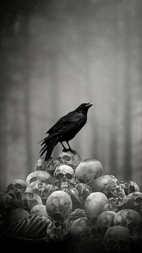 Skull Art Drawing, Crow Art, Raven Art, رعب نفسي, Idee Cosplay, Dark Art Tattoo, Skull Wallpaper, Arte Obscura, Beautiful Dark Art