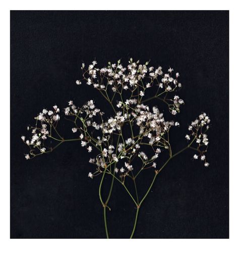 Baby's Breath Painting, Baby's Breath Aesthetic, Babys Breath Aesthetic, Inspo Art, Baby Breath, Flower Vase Arrangements, Aesthetic Board, Vase Arrangements, Craft Stuff