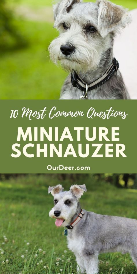 Mini Snauzers, White Miniature Schnauzer, Chicken Farming, Miniature Schnauzer Puppies, Miniature Schnauzers, Dog Behavior Problems, Schnauzer Puppy, Dog Brain, Physical Beauty