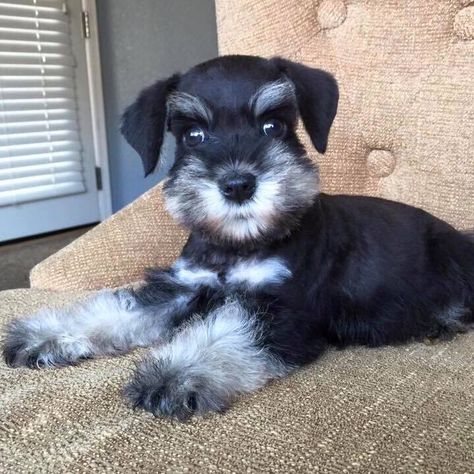 Black And White Miniature Schnauzer, White Miniature Schnauzer, Schnauzer Breed, Standard Schnauzer, Miniature Schnauzer Puppies, Black Puppy, Giant Schnauzer, Schnauzer Puppy, Schnauzer Dogs