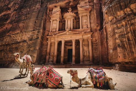 #petra#jordan#desert#camels#ruins#landmark#travel#photography#treasury#sevenwonders#wonders# Petra Jordan Photography, Jordan Desert, Jordan Photography, Petra Jordan, Camel, Travel Photography, Jordan, Wonder, Travel