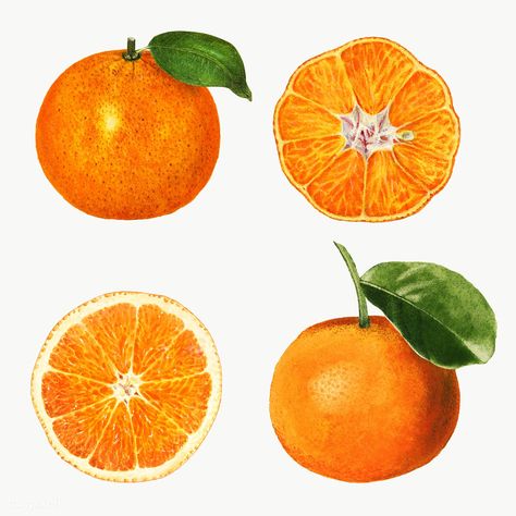 Oranges Illustration, Fruit Tattoo, Advertising Graphics, Cloud Tattoo, Fruit Illustration, Fruit Painting, Orange Orange, Orange Fruit, Holiday Illustrations