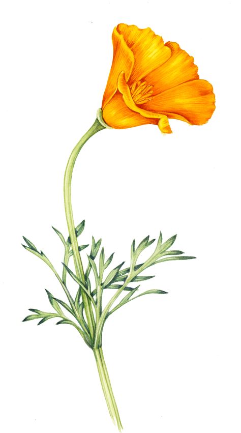 Flower Shapes: Terminology - Lizzie Harper California Poppy Botanical Illustration, California Poppies Art, California Poppy Drawing, Poppy Clipart, California Poppy Tattoo, Poppy Flower Tattoo, Poppy Drawing, California Poppies, Poppies Tattoo