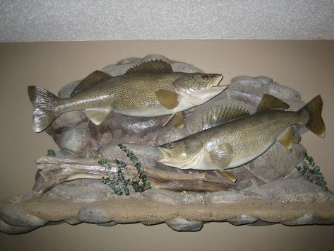 Fish Mounts, Deer Mounts, How To Walk, Fishing Pictures, Walleye Fishing, Columbia River, The Hunter, Hunting Fishing, Taxidermy