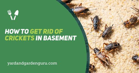 While mostly harmless, crickets are noisy. If you have them in your home, it's terrible, so here you can learn how to get rid of crickets in basement Getting Rid Of Crickets, Mole Cricket, Crickets Chirping, Lighting Bugs, Insect Repellent Spray, Glue Traps, Wood Pile, Bug Spray, Bed Bugs