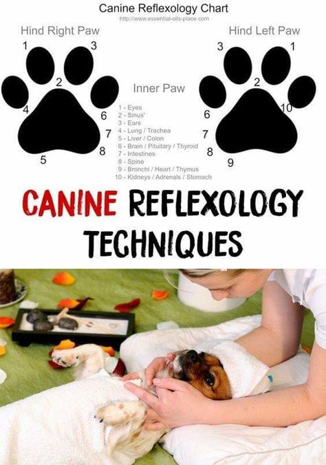 Reflexology Techniques, Pet Healing, Animal Reiki, Reflexology Chart, Dog Health Tips, Shiatsu Massage, Dog Facts, Baby Massage, Dog Care Tips